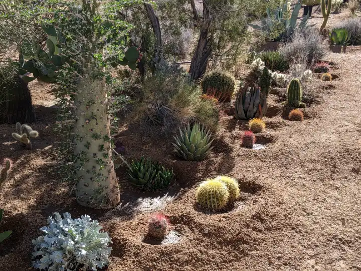 Special order cacti and succulents thriving in the ground before shipping to their new homes.