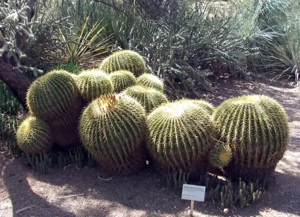 Echinocactus grusonii, aka Golden Barrel Cactus