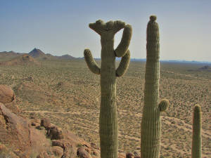 saguaro cactus